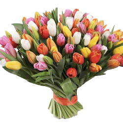 Фото товара 101 разноцветный тюльпан