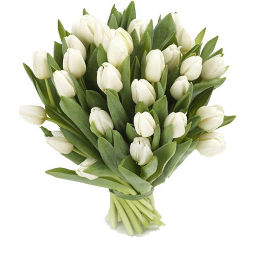 Фото товара 25 белых тюльпанов