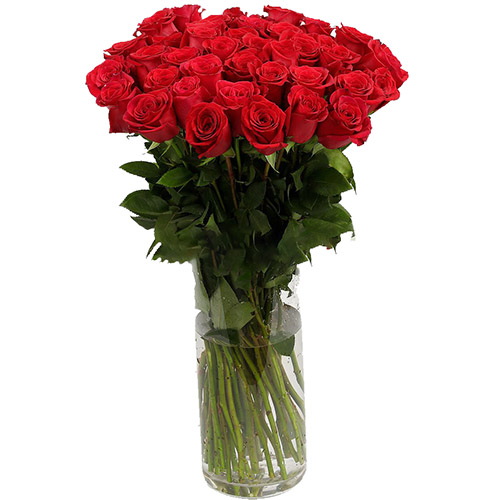 фото товара Троянда імпортна червона (поштучно) | «Роза Миколаєва»