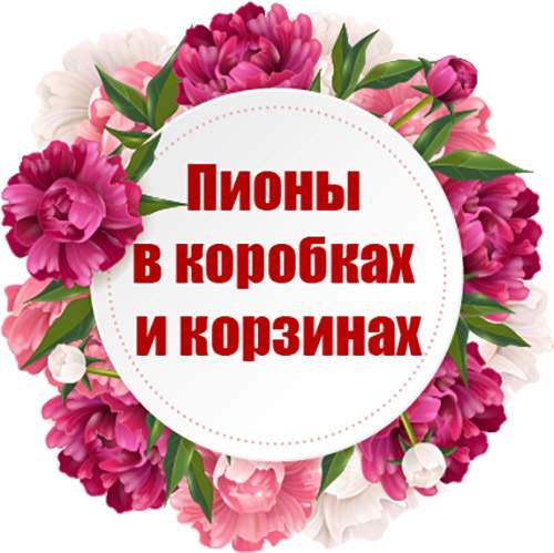 категория товаров Пионы в коробках и корзинах | «Роза Николаева»